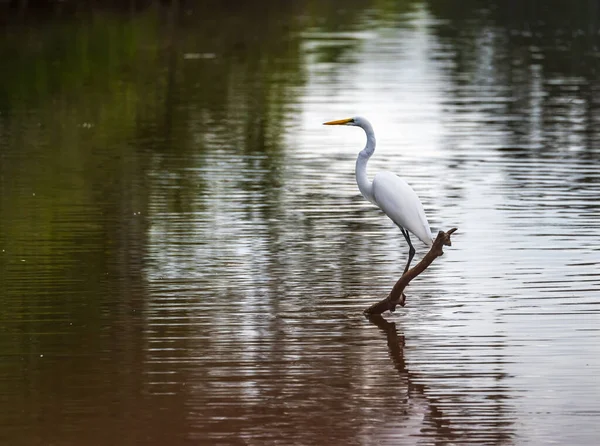 路易斯安那州巴吞鲁日附近Atchafalaya盆地平静水域的大白鹭 栖息在秃头柏树的树桩上 图库照片