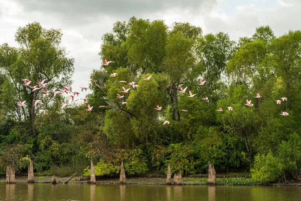 在路易斯安那州巴吞鲁日附近的Atchafalaya盆地的光秃秃的柏树和平静的海水中飞行的大群迷迭香燕鸥 图库照片