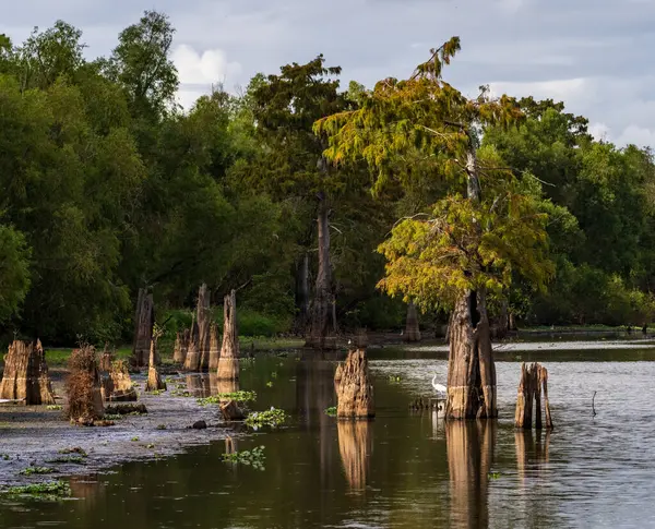 Geçmişte Baton Rouge Louisiana Yakınlarındaki Atchafalaya Havzası Nın Sakin Sularında Telifsiz Stok Fotoğraflar