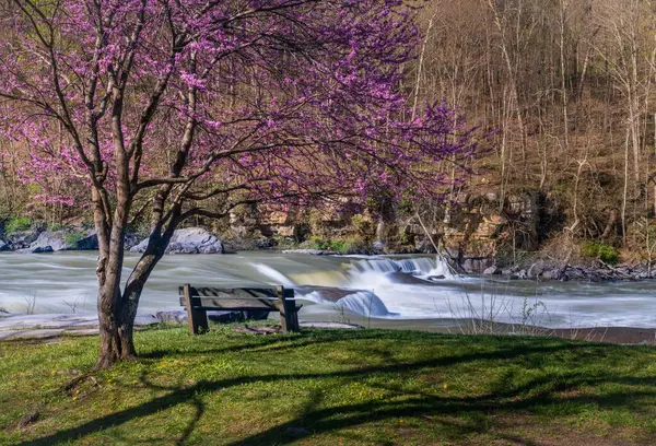 ウェストバージニア州フェアモント近くのバレーフォールズ州立公園のベンチ見下ろし 木に赤い花が咲くカラフルで明るい春の日 ストックフォト