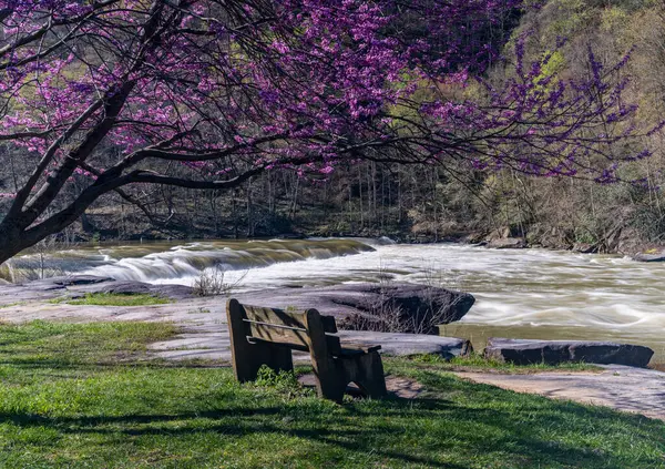 ウェストバージニア州フェアモント近くのバレーフォールズ州立公園のベンチ見下ろし 木に赤い花が咲くカラフルで明るい春の日 ロイヤリティフリーのストック写真