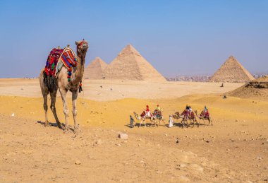 Giza, Mısır - 30 Ekim 2024: Tek develi deve turistlerle birlikte piramitlerin yanından geçiyor