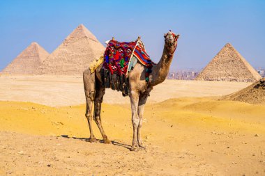 Fewer tourists coming to camels with wars in Middle East. Single camel standing in front of empty desert by pyramids clipart