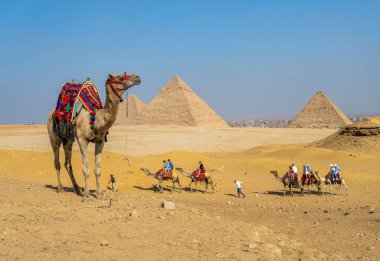 Giza, Mısır - 30 Ekim 2024: Tek develi deve turistlerle birlikte piramitlerin yanından geçiyor