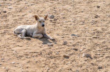 Giza Mısır 'daki piramitlerin orada başıboş bir köpek var. Şehirdeki tüm turistik bölgelerde köpekler çok sayıda.