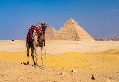 Fewer tourists coming to camels with wars in Middle East. Single camel standing in front of empty desert by pyramids clipart