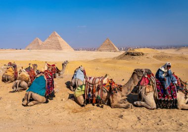 Giza, Mısır - 30 Ekim 2024: Daha az turist piramitlerin önünde yolcu bekleyen sürücülerle develere geliyor