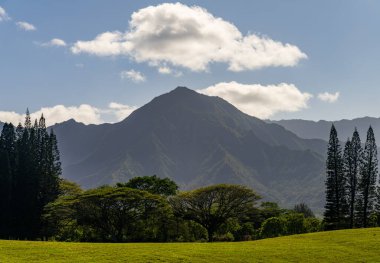 Princeville 'deki golf sahasında çam ağaçlarını pişir. Uzaktaki Kauai' nin Na Pali dağları ile.