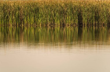 Durgun su kamışları ve altın yansımalarını güzel, puslu bir gökyüzünün altında yansıtır..
