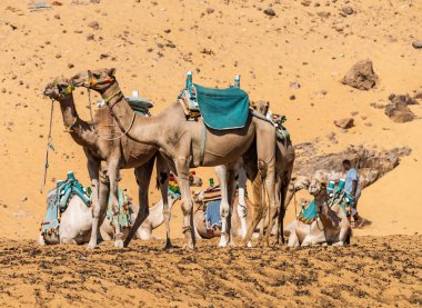 Mısır 'ın Aswan kentindeki Nubian köyünün yakınındaki dik kumlu tepelere gitmeye hazır develer.