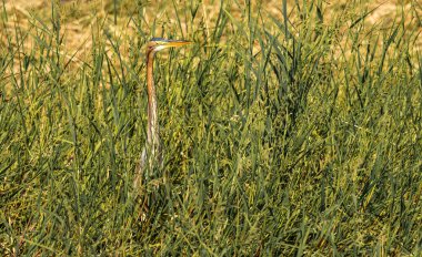 Mısır, Aswan yakınlarındaki Nil nehrinin kıyısındaki sazlıklarda duran tek bir gri balıkçıl kuşu.