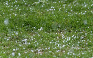 Fırtınada yeşil çimlere saçılmış dolu taşlarının yakın çekim görüntüsü..