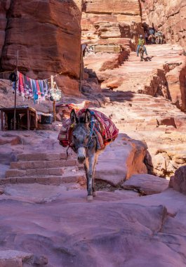 Tek bir eşek ya da katır, Ad Deir 'e ya da Petra' dan 1.6 km ve 800 adım uzaklıktaki manastıra giden yolda merdivenlerden aşağı iniyor.