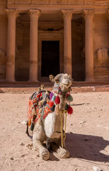 Hazine binasının ön cephesinde oturan deve ya da antik Petra kentindeki El-Khazneh.