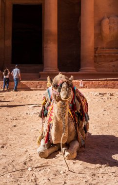 Hazine binasının ön cephesinde oturan deve ya da antik Petra kentindeki El-Khazneh.