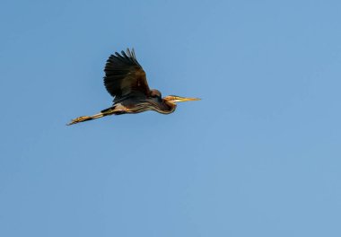 Mor balıkçıl kuşu, kanat açıklığıyla Nil Nehri 'nin üzerinde, Aswan' a yakın havada uçuyor.