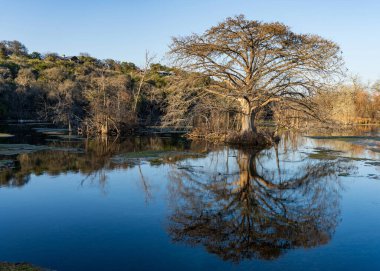 Büyük selvi ağacı, Landa Park 'taki Comal Nehri' nin durgun suyuna yansıyor Teksas 'taki New Braunfels