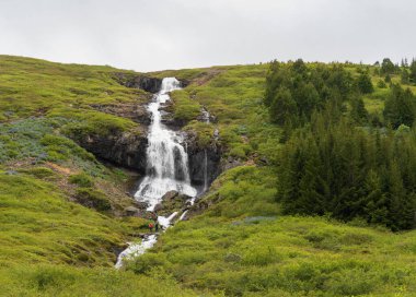 Alaska Lupines, İzlanda 'nın batı fiyortlarındaki Isafjordur' un dışındaki Tunhudalur vadisinde küçük şelaleyi çevrelemektedir.