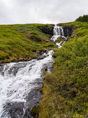 Alaska Lupines, İzlanda 'nın batı fiyortlarındaki Isafjordur' un dışındaki Tunhudalur vadisinde küçük şelaleyi çevrelemektedir.