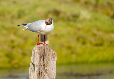 Wight Adası 'ndaki Newtown Ulusal Doğa Koruma Alanı' nda eski çit direğinde oturan Siyah Saçlı Martı 'nın yakın plan fotoğrafı.