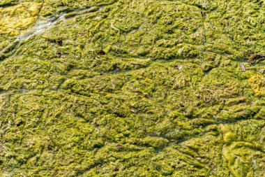 İngiltere 'nin Wight Adası' ndaki doğa koruma alanında deniz suyunun yüzeyini kaplayan yaz yosunları.