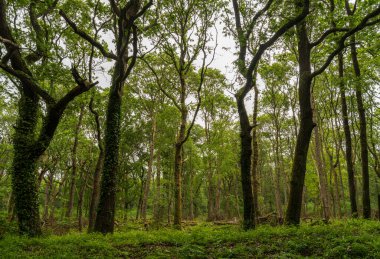 Wight Adası 'nda yemyeşil ağaçlardan oluşan bir gölgelik ve gri bir gökyüzünün altında yeşilliklerin olduğu yemyeşil bir orman manzarası.