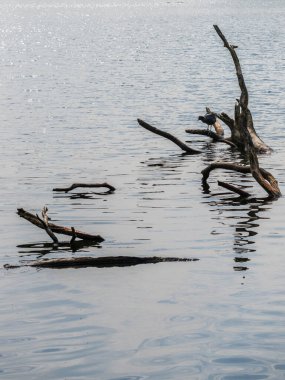 Ellesmere Shropshire gölündeki bir ağacın dallarında duran küçük Avrasya yaban ördeği.