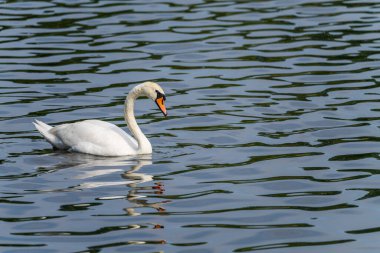 Shropshire, Ellesmere yakınlarındaki bir gölde pürüzsüzce süzülen bir kuğu, su yüzeyinde dalgalanmalar yaratır.