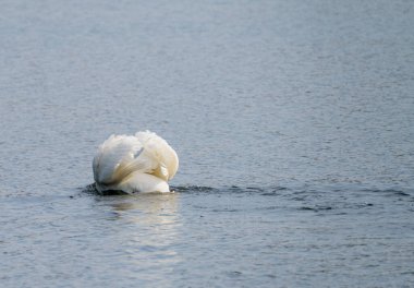Bir kuğu kafasını Shropshire, Ellesmere yakınlarındaki bir göle daldırır ve su yüzeyinde dalgalanmalar yaratır.