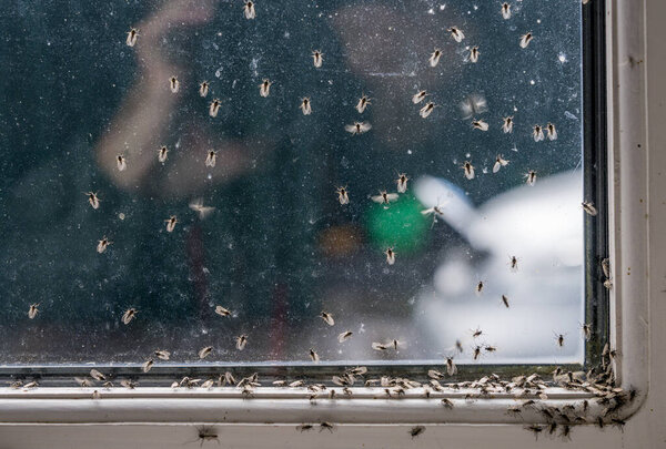 Рой мошек на озере Myvatn видели через окно в Исландии в течение лета, как мухи пытаются убежать