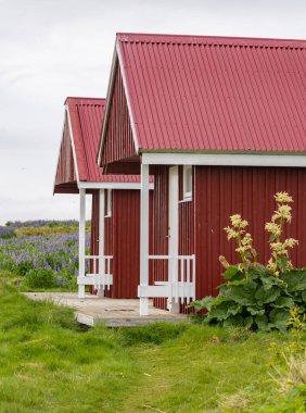 Seydisfjordur, İzlanda yakınlarında ahşap kulübeleri olan Skalanes Vahşi Yaşam Merkezi 'ndeki raventli bitkiler.
