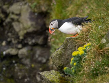Seydisfjordur İzlanda yakınlarındaki Skalanes Doğa ve Miras Merkezi 'ndeki kayalıklarda Atlantik martısı