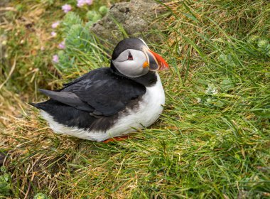 Seydisfjordur İzlanda yakınlarındaki Skalanes Doğa ve Miras Merkezi 'ndeki kayalıklarda Atlantik martısı