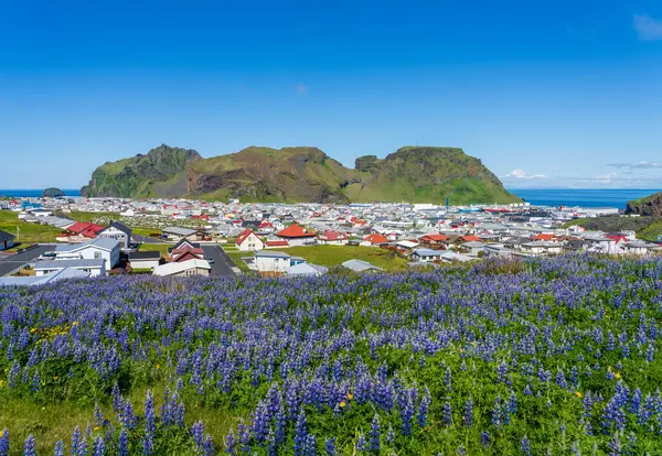 Heimaey Adaları İzlanda 'daki Vestmannaeyjabaer kasabası Eldfell Yanardağı' ndan