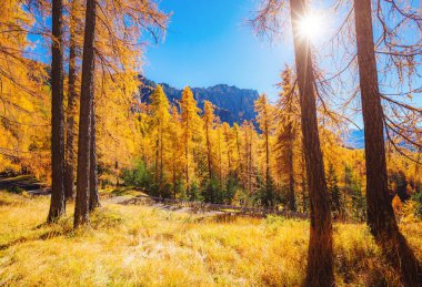 Güneşin altında parlayan sihirli sarı tarlalar. Sıra dışı ve göz kamaştırıcı bir sahne. Turist eğlencesi. Konum yeri Dolomiti Alps, Cortina d 'Ampezzo, Veneto, Belluno, İtalya, Avrupa. Güzellik dünyası.