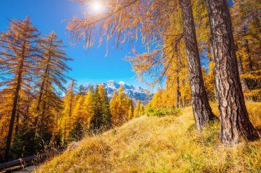 Güneşin altında parlayan sihirli sarı tarlalar. Sıra dışı ve göz kamaştırıcı bir sahne. Turist eğlencesi. Konum yeri Dolomiti Alps, Cortina d 'Ampezzo, Veneto, Belluno, İtalya, Avrupa. Güzellik dünyası.