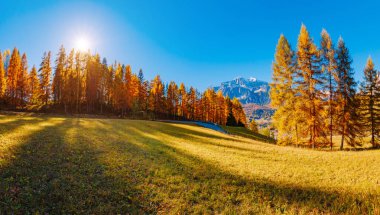 Güneşin altında parlayan sihirli sarı tarlalar. Sıra dışı ve göz kamaştırıcı bir sahne. Turist eğlencesi. Konum yeri Dolomiti Alps, Cortina d 'Ampezzo, Veneto, Belluno, İtalya, Avrupa. Güzellik dünyası.