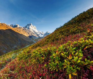 Dağ 'ın muhteşem kar zirveleri. Sabah ışığında Ushba. Dramatik ve resimli bir sahne. Yeri Svaneti, Mestia, Gürcistan, Avrupa. Yüksek Kafkasya sırtı. Sanatsal resim. Güzellik dünyası. 