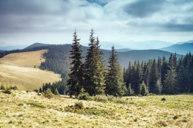 Güneş ışığıyla parlayan sihirli vadinin manzarası. Dramatik sahne ve resimli resim. Mekan Karpatlar, Ukrayna, Avrupa. Güzellik dünyası. Retro ve klasik tarzda. Instagram tonlama efekti