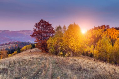 Dağ vadisinde güneşli ışıkları olan görkemli bir ağaç. Dramatik sabah sahnesi. Kırmızı ve sarı yapraklar. Retro filtre ve klasik stil. Instagram tonlama etkisi. Karpatlar, Ukrayna, Avrupa. Güzellik dünyası.