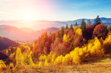Dağ vadisinde güneşli ışıkları olan görkemli ağaçlar. Dramatik ve resimli bir sabah sahnesi. Kırmızı ve sarı yapraklar. Sıcak tonlama etkisi. Karpatlar, Sokilsky sırtı. Ukrayna, Avrupa. Güzellik dünyası.