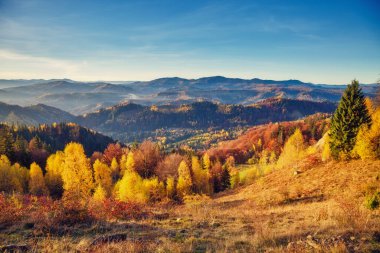 Dağ vadisinde güneşli ışıkları olan görkemli ağaçlar. Dramatik ve resimli bir sabah sahnesi. Kırmızı ve sarı yapraklar. Sıcak tonlama etkisi. Karpatlar, Sokilsky sırtı. Ukrayna, Avrupa. Güzellik dünyası.
