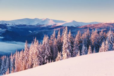 Sabahları güneş ışığıyla parlayan görkemli bir manzara. Dramatik ve pitoresk kış manzarası. Karpatlar 'ın yeri, Ukrayna, Avrupa. Kayak merkezi. Güzellik dünyası. Instagram tonlama etkisi. Mutlu yıllar.!