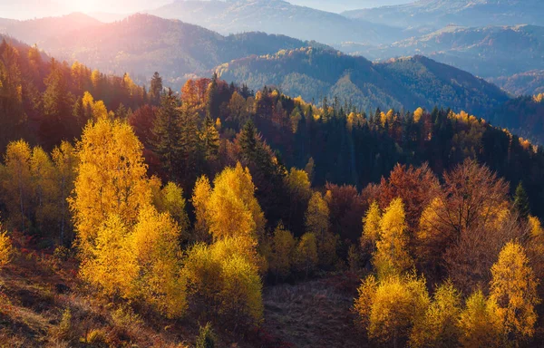 Majestic Trees Sunny Beams Mountain Valley Dramatic Picturesque Morning Scene — Stock Photo, Image