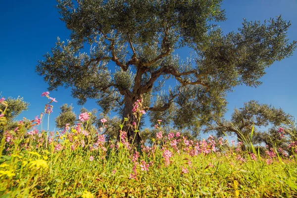 Fantásticas Vistas Jardín Con Cielo Azul Clima Mediterráneo Hermosa Pintoresca —  Fotos de Stock