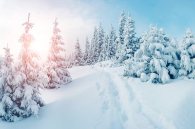 Güneş ışığı tarafından sabah parlayan görkemli kış manzarası. Dramatik kış sahne. Konumu Karpat, Ukrayna, Avrupa. Güzellik dünya. Retro ve vintage tarzı, yumuşak filtre. Etkisi tonlama Instagram.