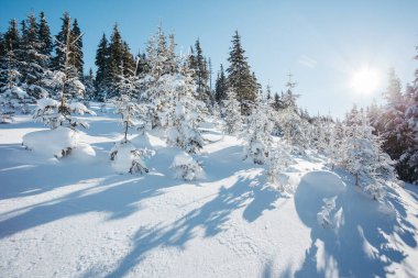 Güneş ışığıyla parlayan görkemli kış ağaçları. Dramatik kış sahnesi. Carpathian Ulusal Parkı, Ukrayna, Avrupa. Alpler kayak merkezi. Güzellik dünyası. Mavi tonlama etkisi. Mutlu yıllar.!