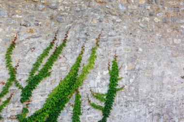 Grunge Old House 'daki güneş ışığıyla parlayan yeşil sarmaşık bitkisi. Güzellik dünyası.