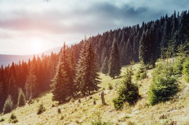 Güneş ışığıyla parlayan vadinin harika manzarası. Dramatik sahne ve resimli resim. Mekan Karpatlar, Ukrayna, Avrupa. Güzellik dünyası. Retro ve klasik tarzda. Instagram tonlama efekti