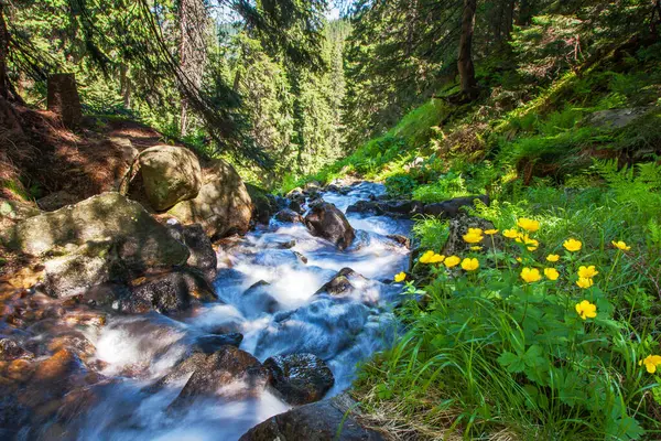 Rapid Mountain Stream Green Forest Glowing Sunlight Dramatic Picturesque Scene — Stock Photo, Image